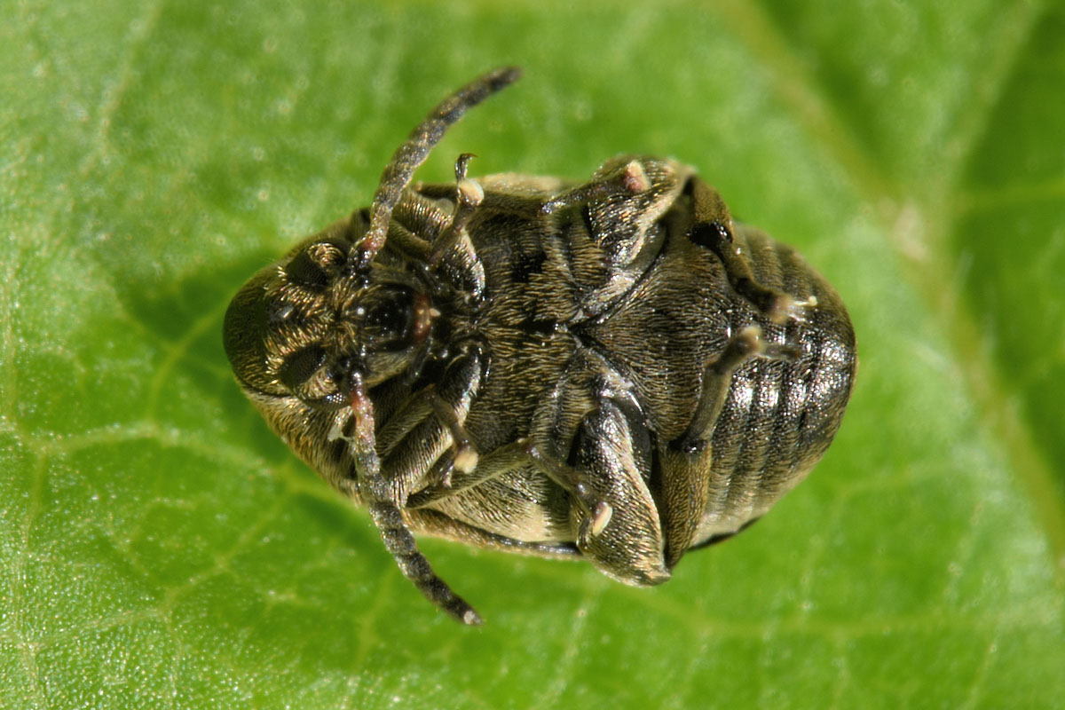 Chrysomelidae Bruchinae: Acanthoscelides sp? No, Bruchidius lineatus